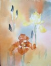 Aquarelle Iris
